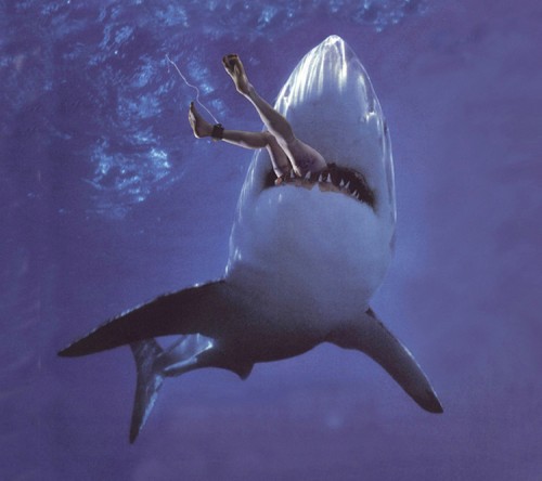 shark-attack1 shark-attack1