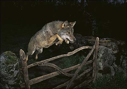 wolfliar