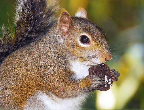 squirrel