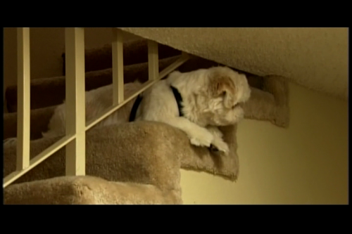 dog-4