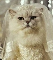 kittenwedding