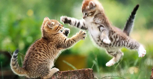 12 Rules of Lesbian Fight Club: How to Properly Argue with Your Girlfriend