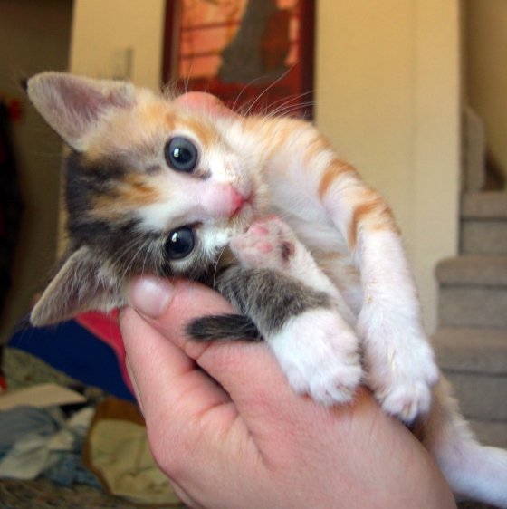 kittenhand