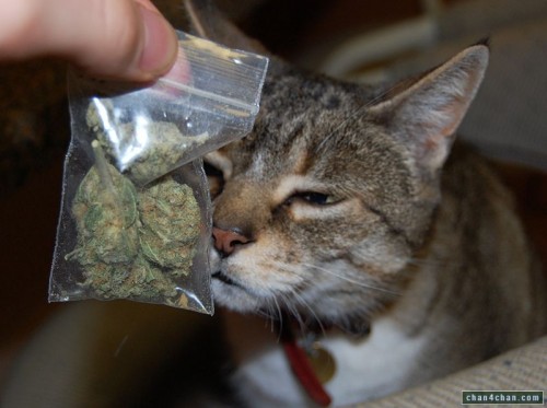 catweed