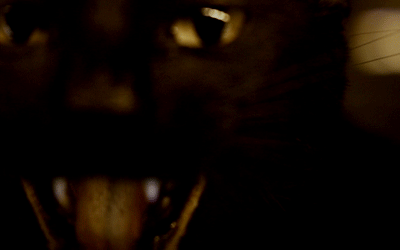 halloween cat