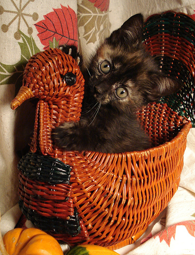 cute-kitten-in-turkey-basket