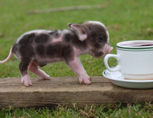 miniature-pig-teacup1