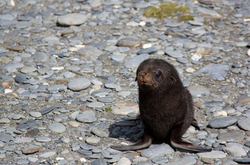 seal