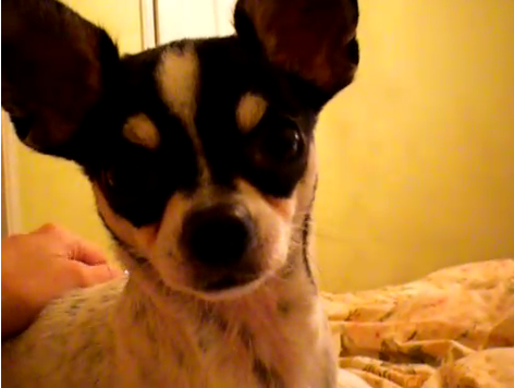 Tinkerbell’s Team Pick: Nacho Loves Mazzy Star