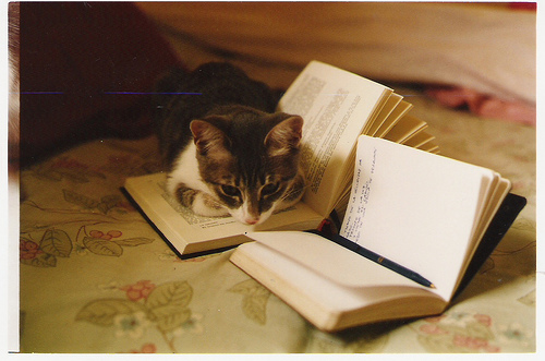 cat