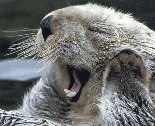 yawningotter