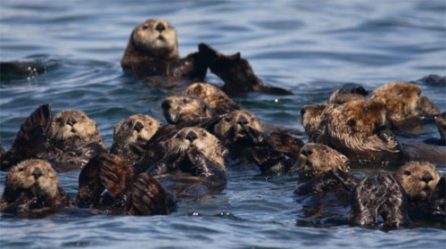 dinah via otters