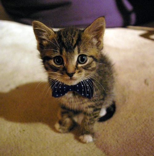 bowtie