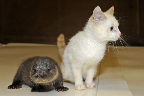 RESCUED OTTER
