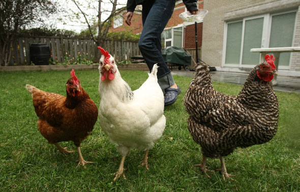 backyard-chickens