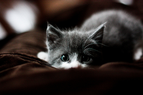 scared-kitten