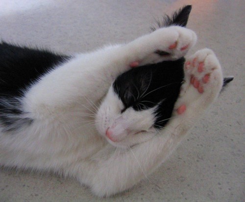 scared_cat