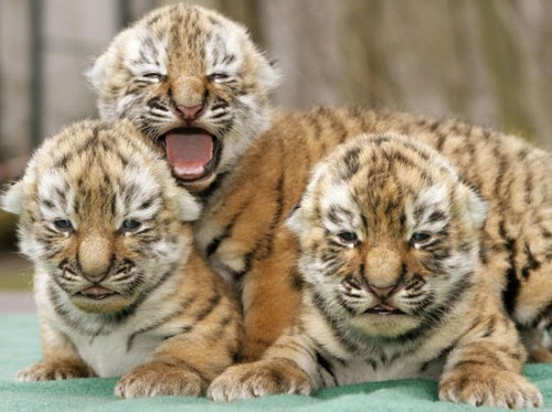 sunday funday tigers