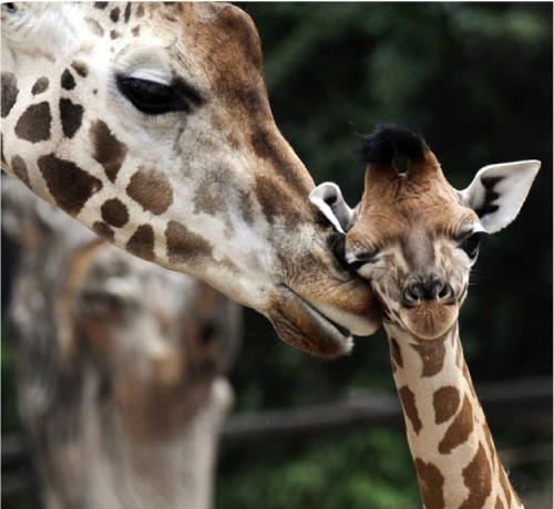 Animal pictures of the week: 12 August 2011 - Telegraph