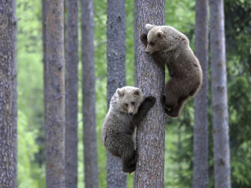 baby bears climbing!