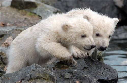 polarbearmain_450674a