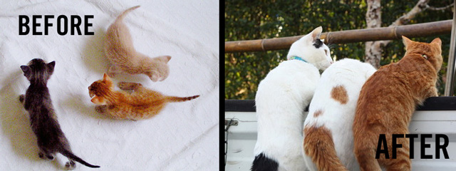 before-after