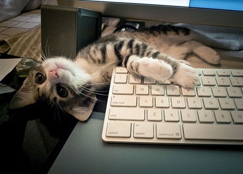 waiting-to-announce-it