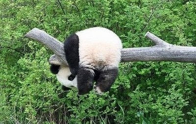 unrelated panda imagery
