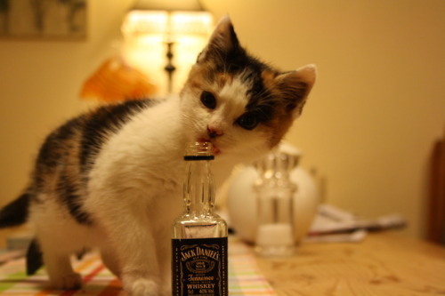 How to Drink: Whiskey
