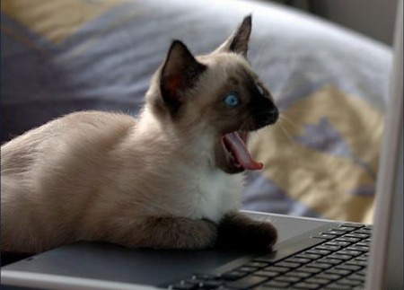 cat_writer