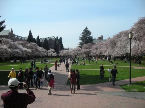UW cherry blossoms