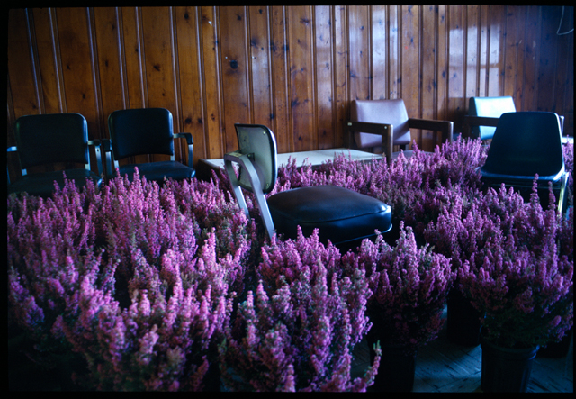 BLOOM: 28,000 Flowers That Will Move You, Even Now