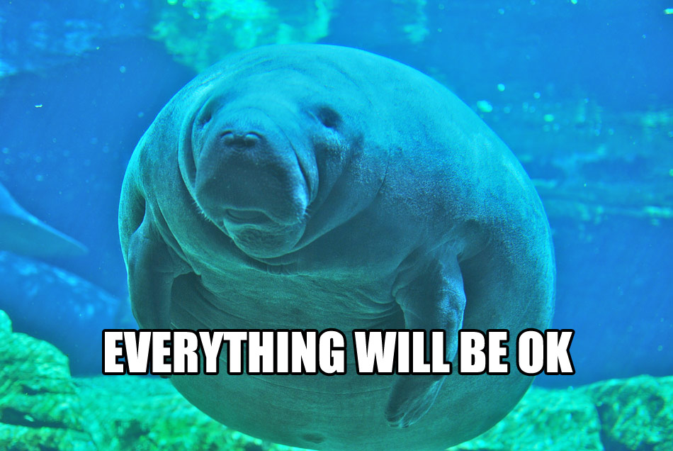 Calming Manatee is Calming