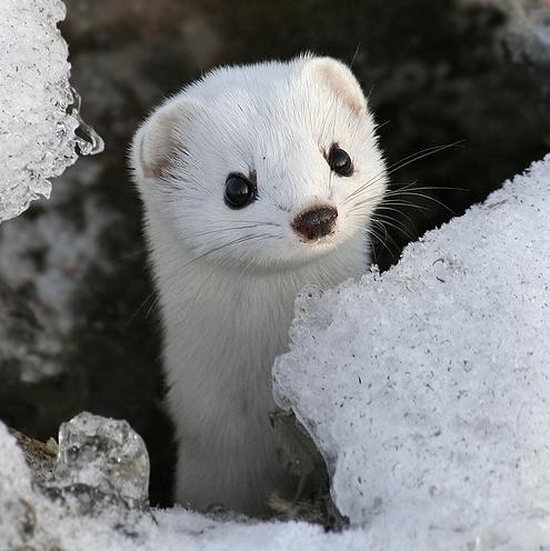 Baby Weasel