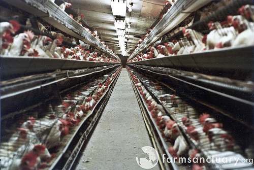 chickens
