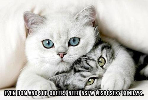 Why Queer Kittens Need A Better Autostraddle