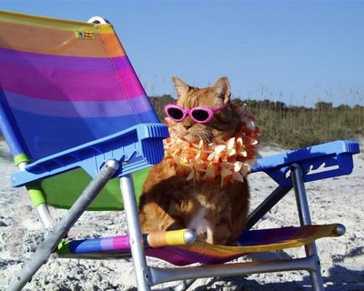 cat-on-beach1