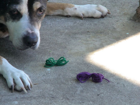 eileen myles's dog