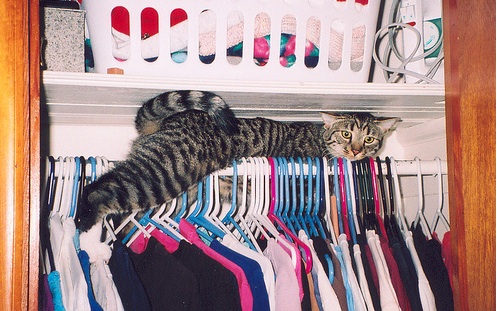 closet cat