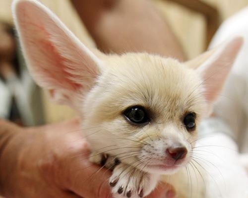 fennec-foxes