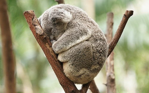 koala