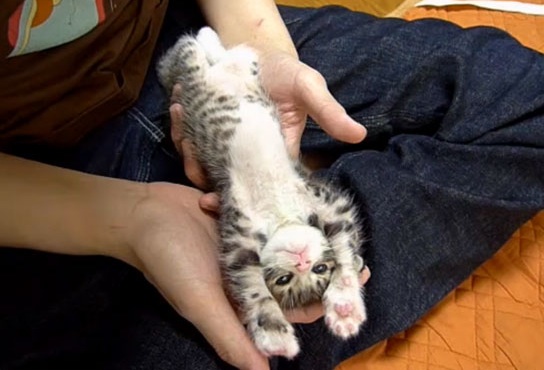 stretching kitten