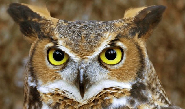 owl face 1
