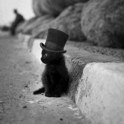 worried kitten in hat