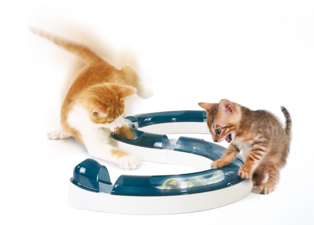 cat play curcuit
