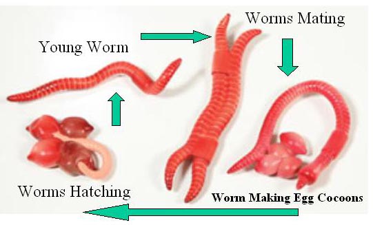 worm_life_cycle