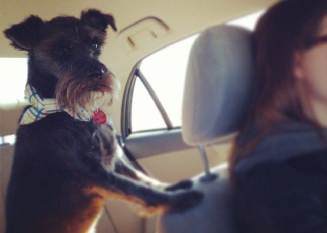 Westward Homo: Dog Is My Co-Pilot