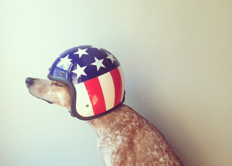 Maddie the Coonhound Traveled the U.S., Wants To Do It Again With Friends Like You