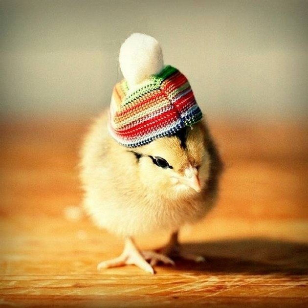 EEEEEEEEEEEE {VIA CHICKS IN HATS}