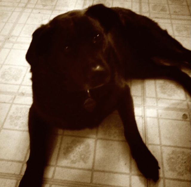 Scout